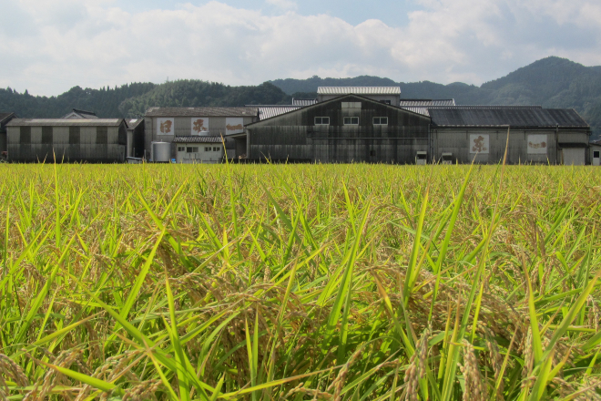 Gochoda Brewery with their own Yamadanishiki rice field (1)