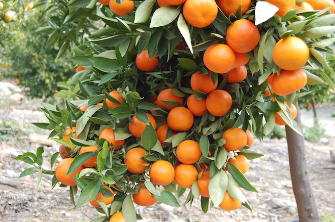 awesome orange tree desktop background