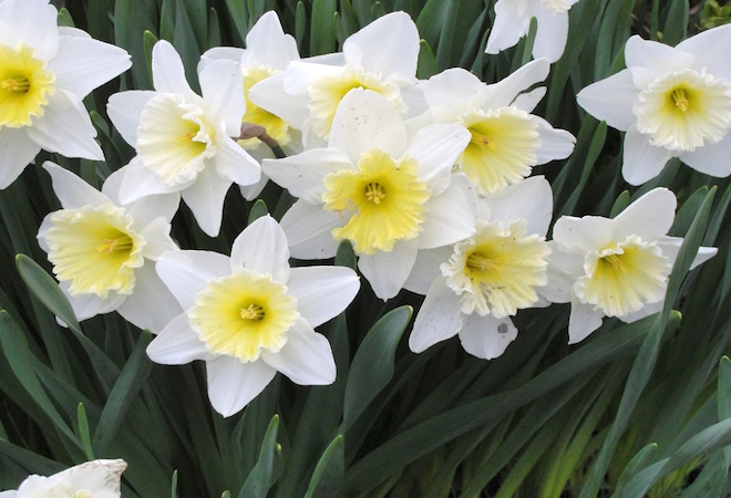 narcissus_flowers